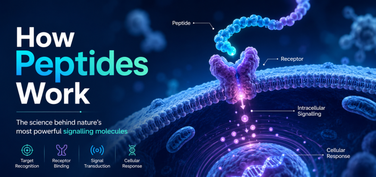 how peptides work